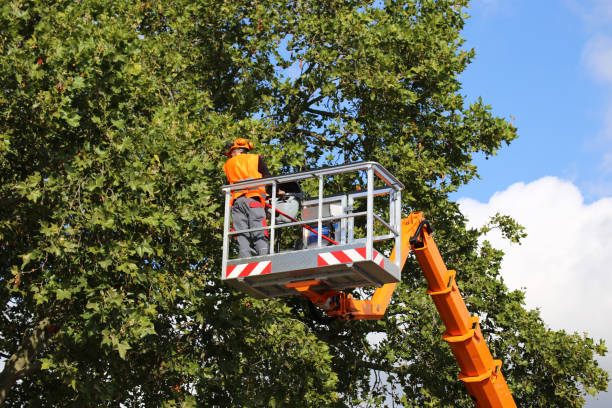 Best Tree Maintenance Programs  in Mount Ivy, NY